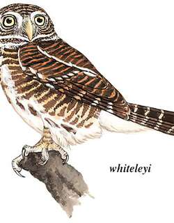 斑头鸺鹠 / Asian Barred Owlet / Glaucidium cuculoides