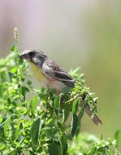 黄胸丝雀 / Lemon-breasted Canary / Crithagra citrinipectus