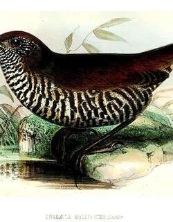 横斑蚁鸫 / Barred Antthrush / Chamaeza mollissima