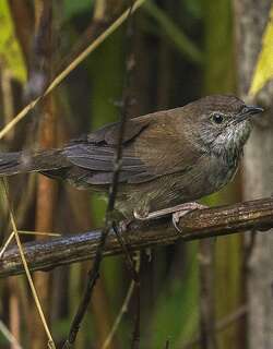 爪哇短翅莺 / Javan Bush Warbler / Locustella montis