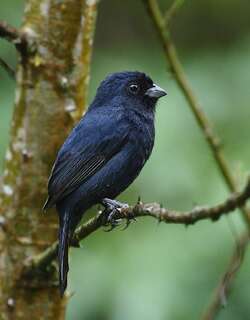黑蓝籽雀 / Blackish-blue Seedeater / Amaurospiza moesta