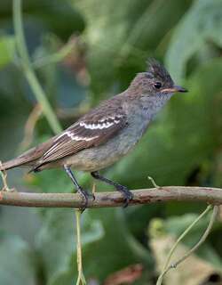 诺尔拟霸鹟 / Noronha Elaenia / Elaenia ridleyana