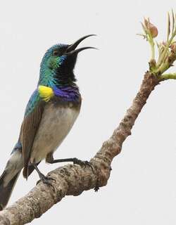 白腹花蜜鸟 / White-bellied Sunbird / Cinnyris talatala