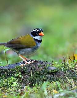 橙嘴金肩雀 / Orange-billed Sparrow / Arremon aurantiirostris