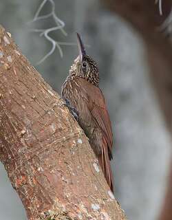 可岛䴕雀 / Cocoa Woodcreeper / Xiphorhynchus susurrans