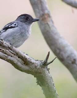 高原蚁鵙 / Planalto Slaty Antshrike / Thamnophilus pelzelni