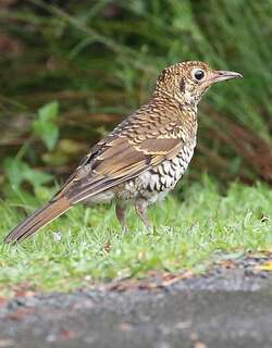 黄尾地鸫 / Russet-tailed Thrush / Zoothera heinei