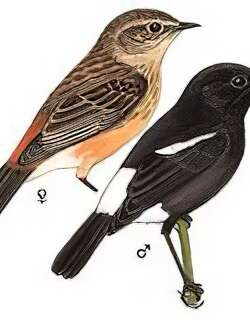 白斑黑石鵖 / Pied Bushchat