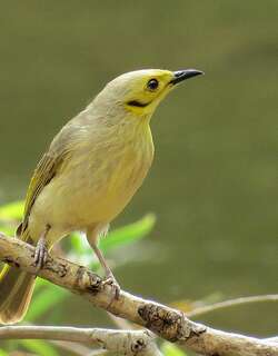 淡黄吸蜜鸟 / Yellow-tinted Honeyeater / Ptilotula flavescens
