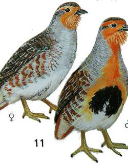 斑翅山鹑 / Daurian Partridge / Perdix dauurica