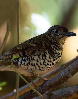 尼尔吉里地鸫 / Nilgiri Thrush / Zoothera neilgherriensis