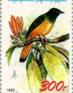 橙尾鹊鸲 / Rufous-tailed Shama / Copsychus pyrropygus