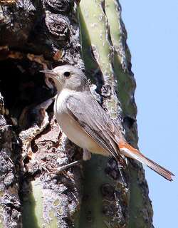 赤腰虫森莺 / Lucy’s Warbler / Leiothlypis luciae