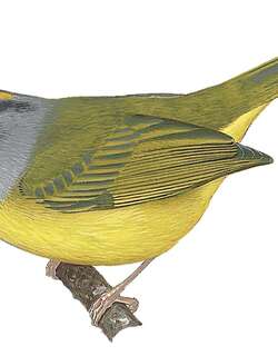 白眼先王森莺 / White-lored Warbler / Myiothlypis conspicillata