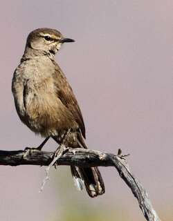 卡如薮鸲 / Karoo Scrub Robin / Cercotrichas coryphoeus