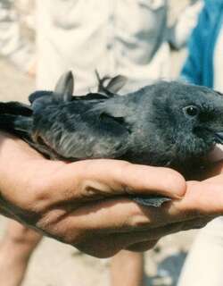 乌叉尾海燕 / Markham’s Storm Petrel / Oceanodroma markhami