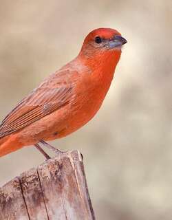 暗红丽唐纳雀 / Hepatic Tanager / Piranga hepatica