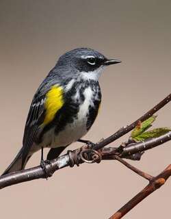 黄腰白喉林莺 / Myrtle Warbler / Setophaga coronata