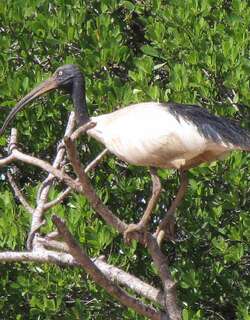 马岛白鹮 / Malagasy Sacred Ibis / Threskiornis bernieri