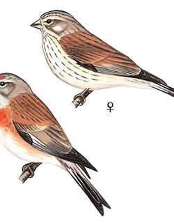 赤胸朱顶雀 / Common Linnet / Linaria cannabina