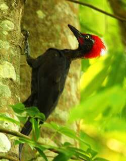 安岛啄木鸟 / Andaman Woodpecker / Dryocopus hodgei