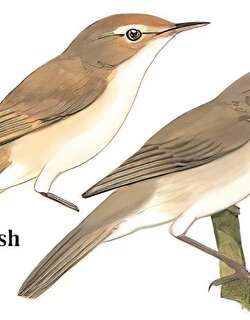 布氏苇莺 / Blyth’s Reed Warbler / Acrocephalus dumetorum