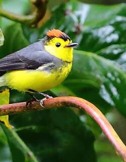 黑领鸲莺 / Collared Whitestart / Myioborus torquatus