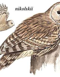 长尾林鸮 / Ural Owl / Strix uralensis
