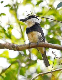 圭亚那白颈蓬头䴕 / Guianan Puffbird / Notharchus macrorhynchos