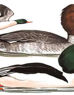 普通秋沙鸭 / Common Merganser / Mergus merganser