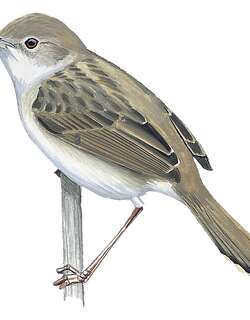 鲍伦扇尾莺 / Boran Cisticola / Cisticola bodessa