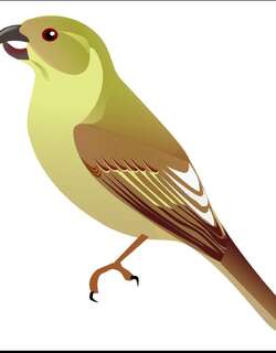 夏威夷钩嘴雀 / Lanai Hookbill / Dysmorodrepanis munroi