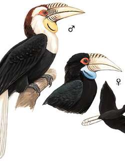 花冠皱盔犀鸟 / Wreathed Hornbill / Rhyticeros undulatus