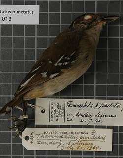 蓝灰蚁鵙 / Northern Slaty Antshrike / Thamnophilus punctatus