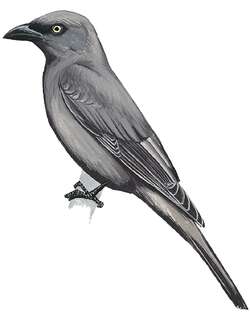 美岛鹃鵙 / South Melanesian Cuckooshrike / Coracina caledonica