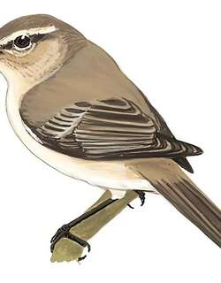 叽喳柳莺 / Common Chiffchaff / Phylloscopus collybita