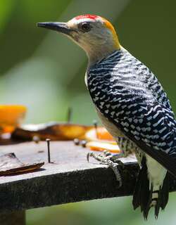 霍氏啄木鸟 / Hoffmann’s Woodpecker / Melanerpes hoffmannii