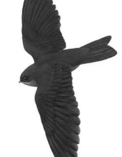 卡罗琳金丝燕 / Island Swiftlet / Aerodramus inquietus