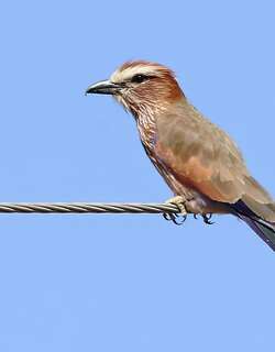 棕顶佛法僧 / Purple Roller / Coracias naevius