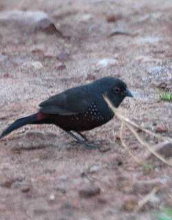 乌双斑雀 / Dusky Twinspot / Euschistospiza cinereovinacea