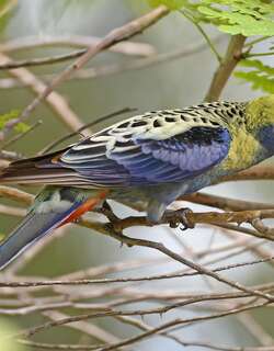 淡头玫瑰鹦鹉 / Pale-headed Rosella / Platycercus adscitus
