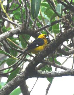 黑腿白斑翅雀 / Black-thighed Grosbeak / Pheucticus tibialis