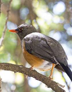 阿比西尼亞鶇 / Abyssinian Thrush / Turdus abyssinicus