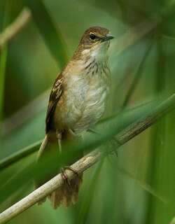 蒲草短翅莺 / Little Rush Warbler / Bradypterus baboecala