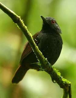 暗背蚁鸟 / Dull-mantled Antbird / Sipia laemosticta