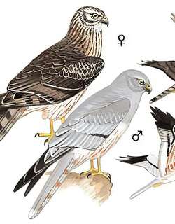 乌灰鹞 / Montagu’s Harrier / Circus pygargus
