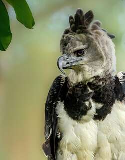 角雕 / Harpy Eagle / Harpia harpyja