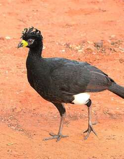 裸面凤冠雉 / Bare-faced Curassow / Crax fasciolata