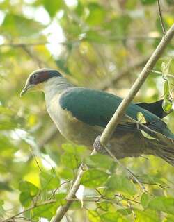 费氏果鸠 / Red-eared Fruit Dove / Ptilinopus fischeri