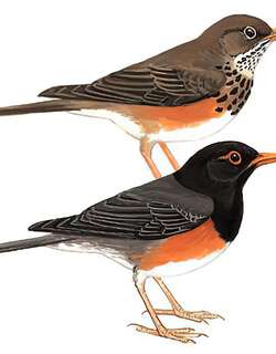 黑胸鸫 / Black-breasted Thrush / Turdus dissimilis